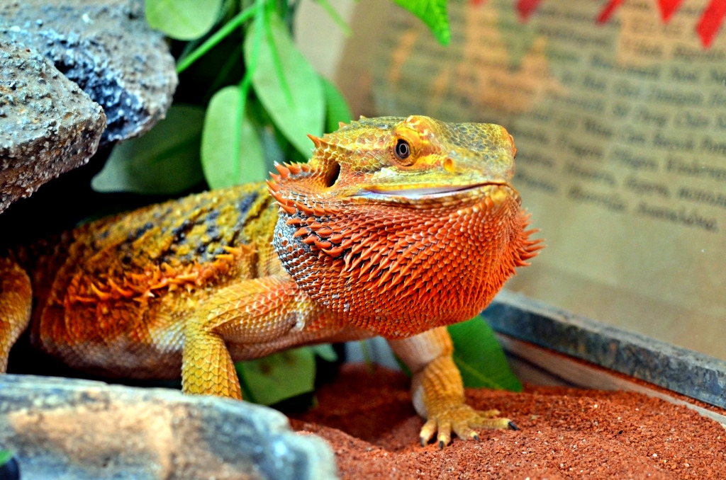 A Central Bearded Dragon jigsaw puzzle in Animals puzzles on TheJigsawPuzzles.com