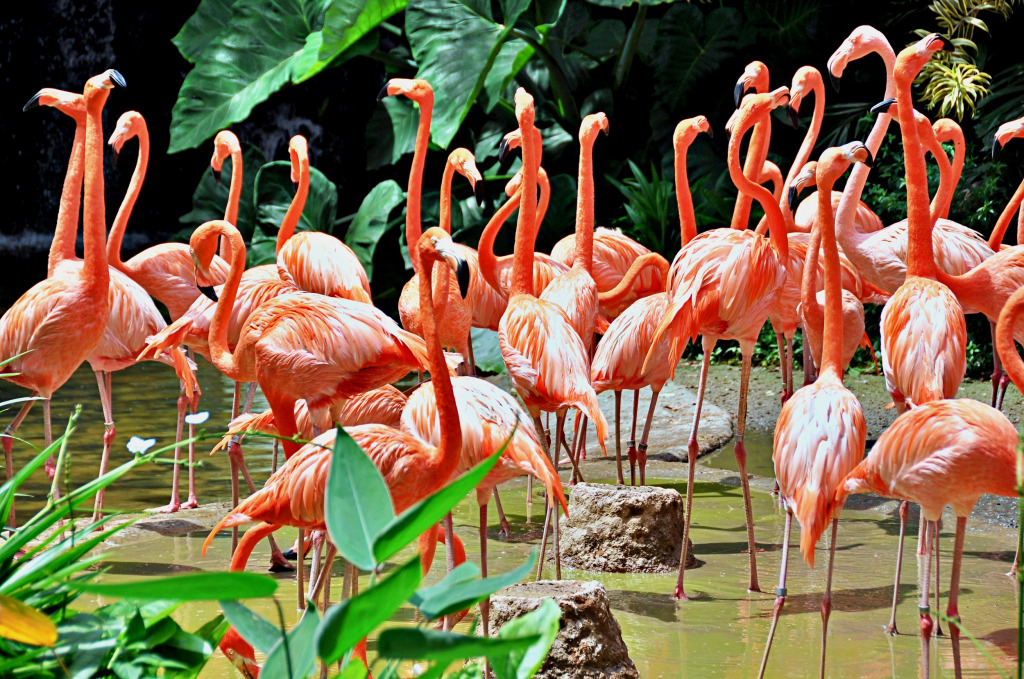 Karibische Flamingos jigsaw puzzle in Tiere puzzles on TheJigsawPuzzles.com
