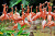 Карибские фламинго