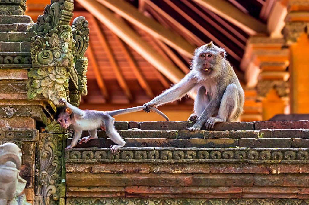 Macacos no Parque Florestal de Ubud, Bali jigsaw puzzle in Animais puzzles on TheJigsawPuzzles.com