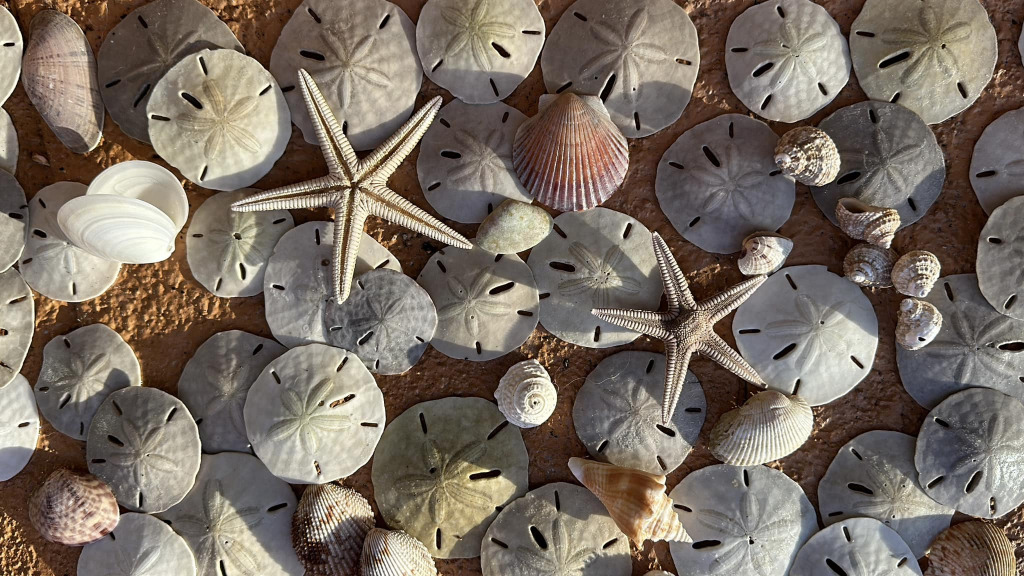 Puzzle Sand Dollars and star fish Tiffany Warner photo jigsaw puzzle in Kathy Durr puzzles on TheJigsawPuzzles.com