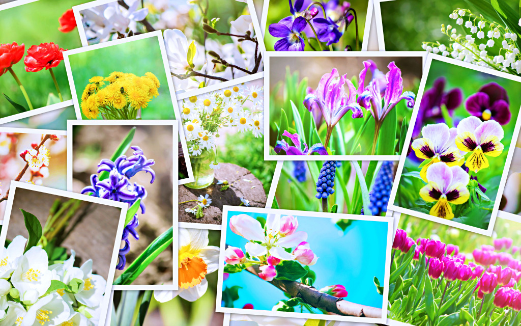 Many Pictures of Flowers jigsaw puzzle in Flowers puzzles on TheJigsawPuzzles.com