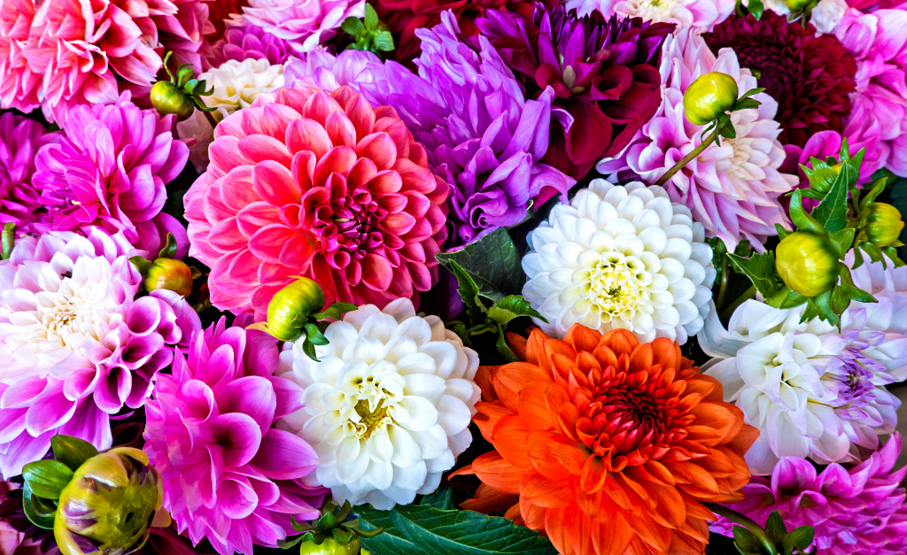 Dahlia and Chrysanthemum Bouquet jigsaw puzzle in Flowers puzzles on TheJigsawPuzzles.com