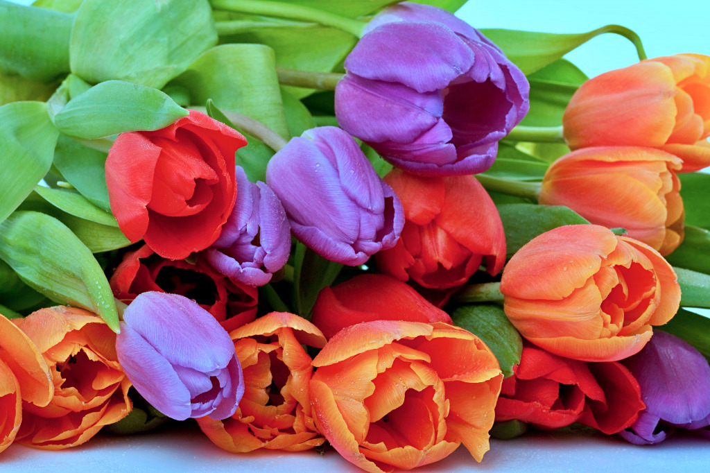Fresh Red, Orange and Violet Tulips jigsaw puzzle in Flowers puzzles on TheJigsawPuzzles.com