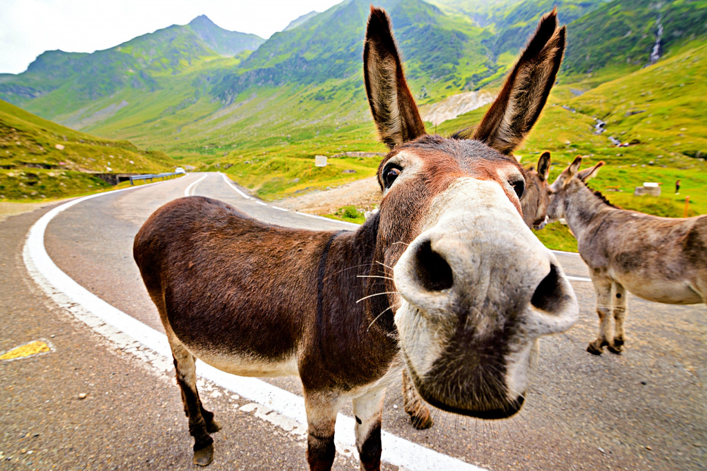 Funny Donkey in the Romanian Mountains jigsaw puzzle in Animals puzzles on TheJigsawPuzzles.com