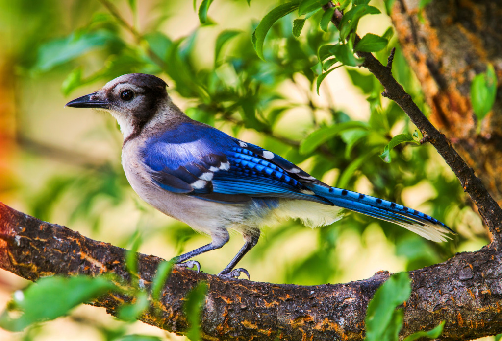 Blue Jay Bird on a Branch jigsaw puzzle in Animals puzzles on TheJigsawPuzzles.com