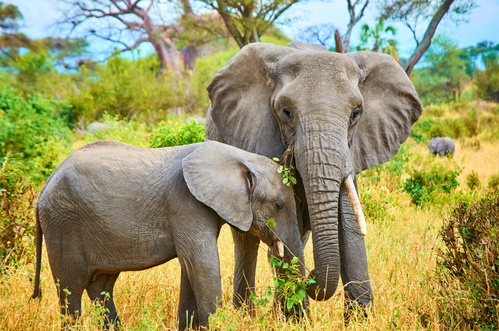 Mãe e bebê elefantes na África jigsaw puzzle in Animais puzzles on TheJigsawPuzzles.com