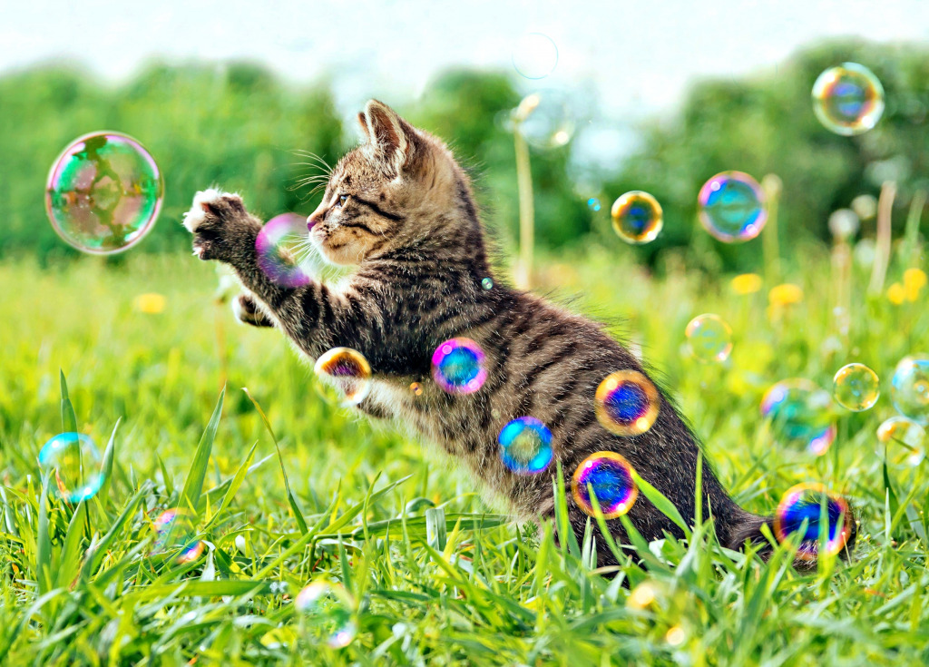 Kitten Playing With Soap Bubbles jigsaw puzzle in Animals puzzles on TheJigsawPuzzles.com