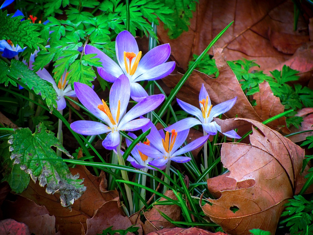 Crocus Flowers in Battersea Park jigsaw puzzle in Puzzle of the Day puzzles on TheJigsawPuzzles.com