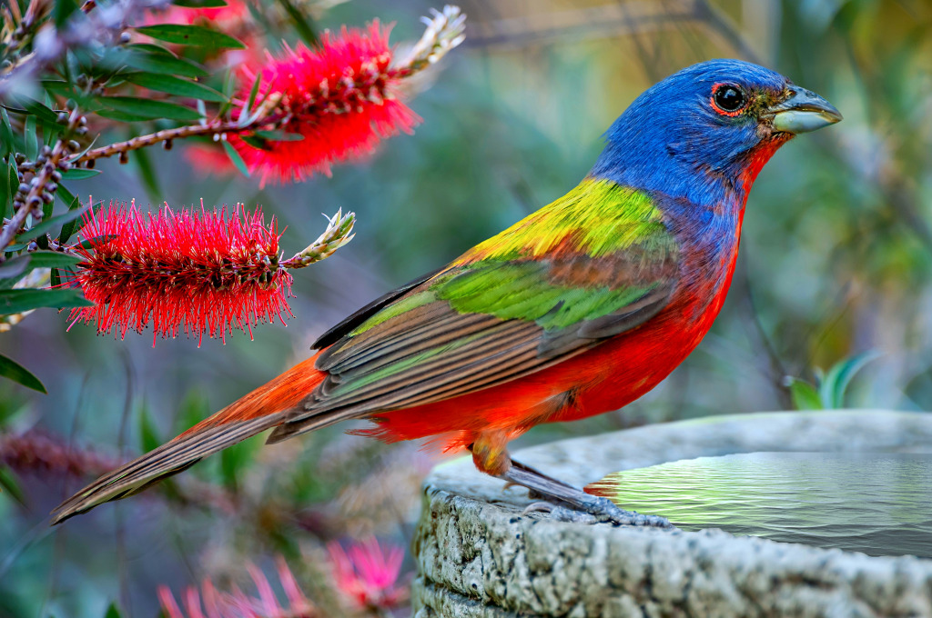 Male Painted Bunting at the Bird Bath jigsaw puzzle in Puzzle of the Day puzzles on TheJigsawPuzzles.com