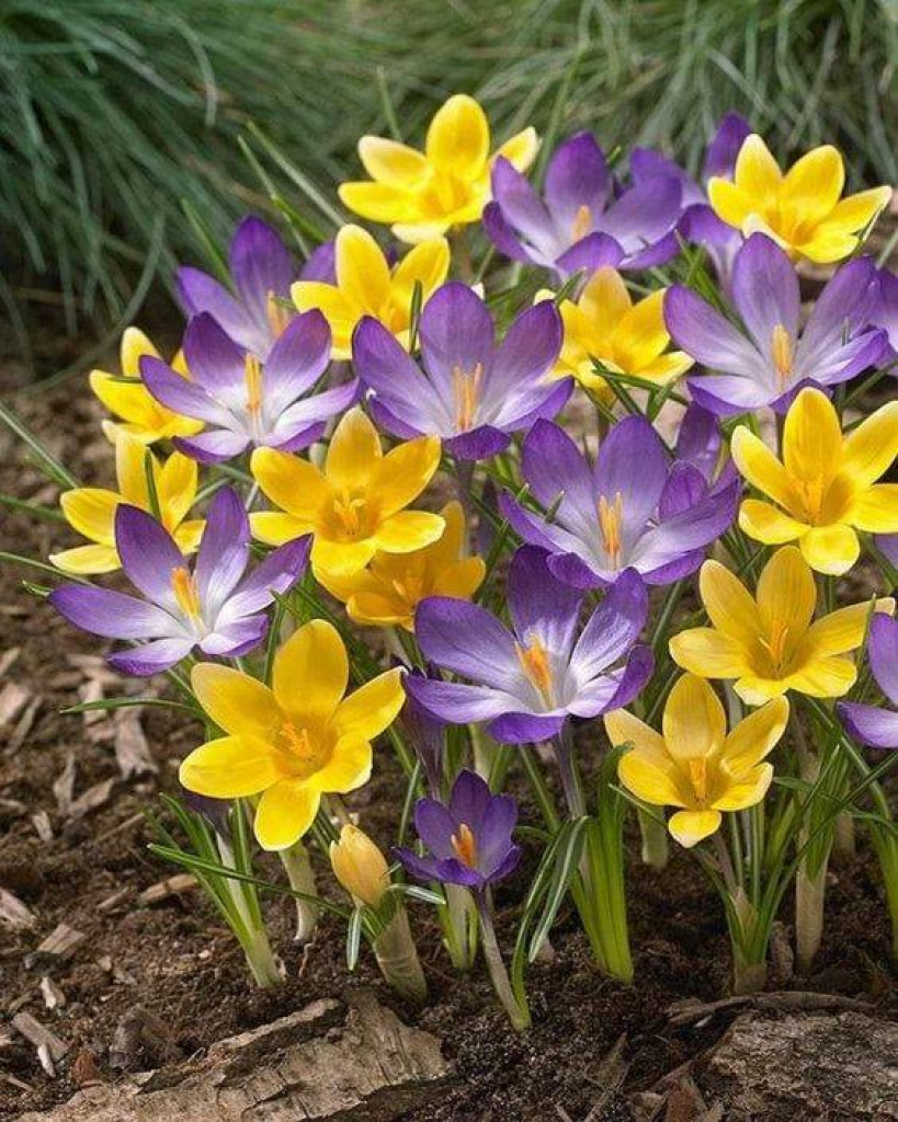 crocus jigsaw puzzle in Alma Wiles puzzles on TheJigsawPuzzles.com