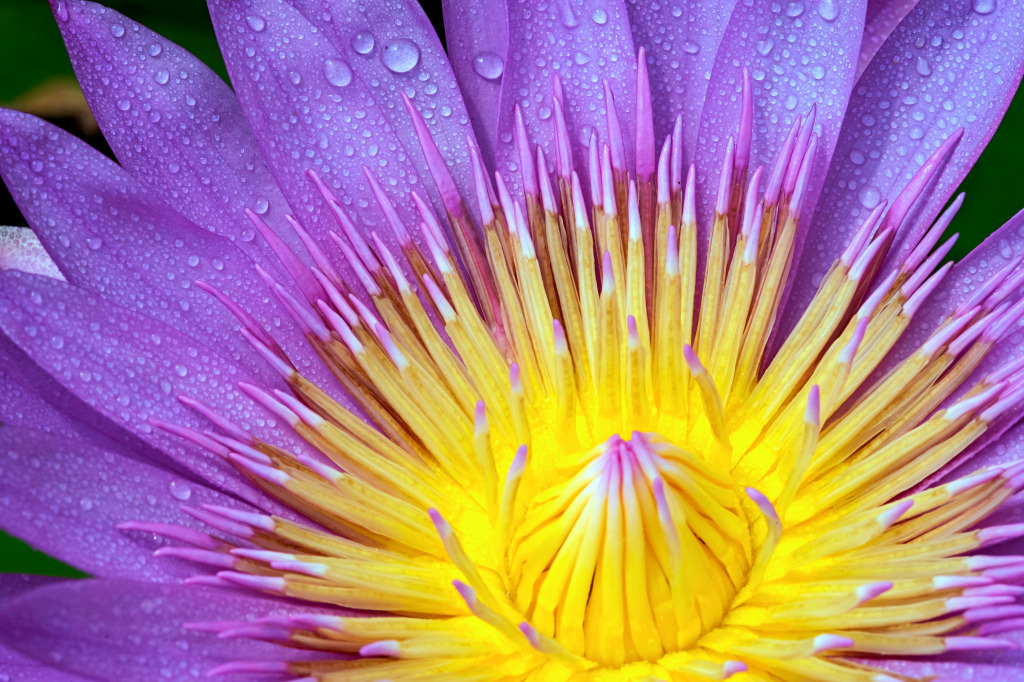 Waterlily With Dew jigsaw puzzle in Flowers puzzles on TheJigsawPuzzles.com