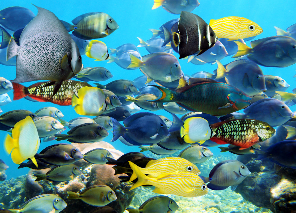 Fish School in the Caribbean Sea, Mexico jigsaw puzzle in Under the Sea puzzles on TheJigsawPuzzles.com