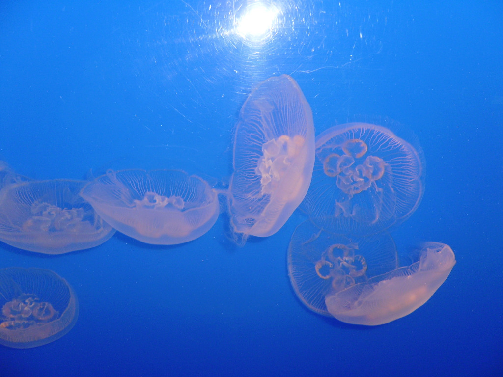 Jelly Fish jigsaw puzzle in Stephen Coombe puzzles on TheJigsawPuzzles.com