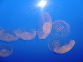 Jelly Fish