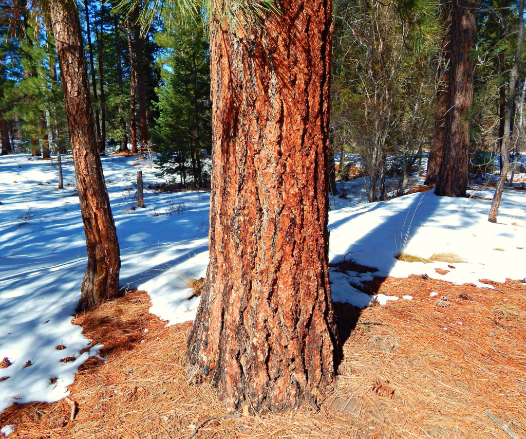 PonderosaPine jigsaw puzzle in Tim Westfeldt puzzles on TheJigsawPuzzles.com