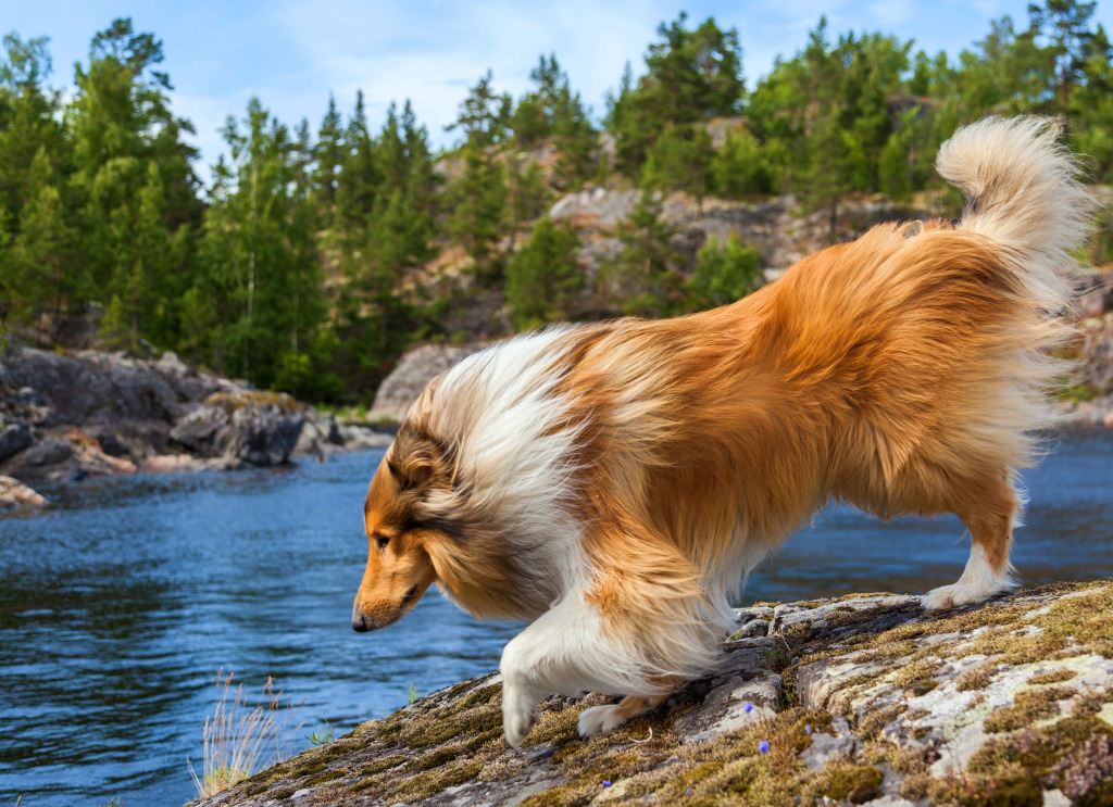Collie Dog Enjoys the Nature jigsaw puzzle in Animals puzzles on TheJigsawPuzzles.com