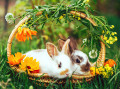 Cute Baby Bunnies in a Basket