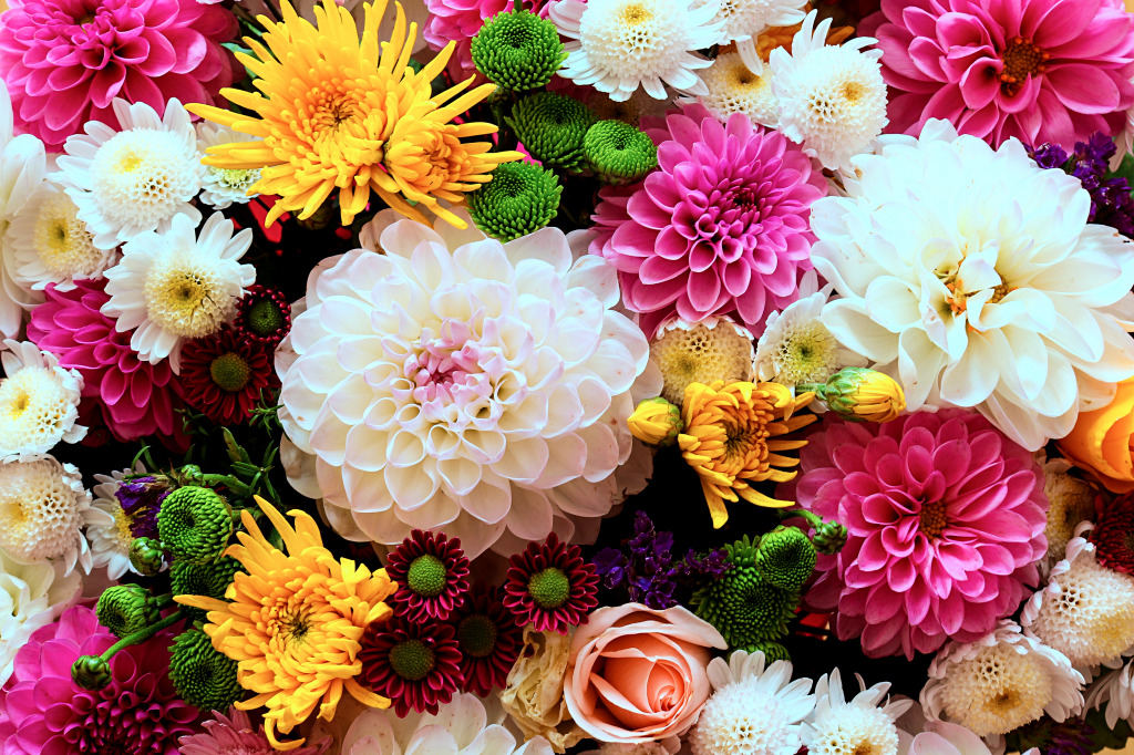 Different Types of Chrysanthemums jigsaw puzzle in Flowers puzzles on TheJigsawPuzzles.com