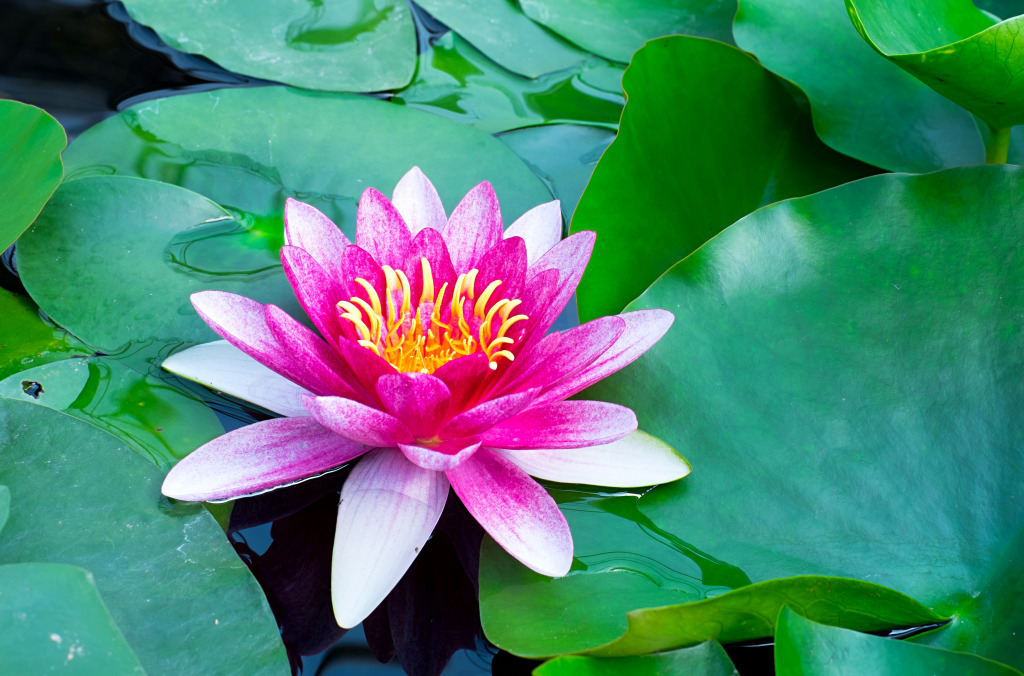 Pink Waterlily in the Pond jigsaw puzzle in Flowers puzzles on TheJigsawPuzzles.com