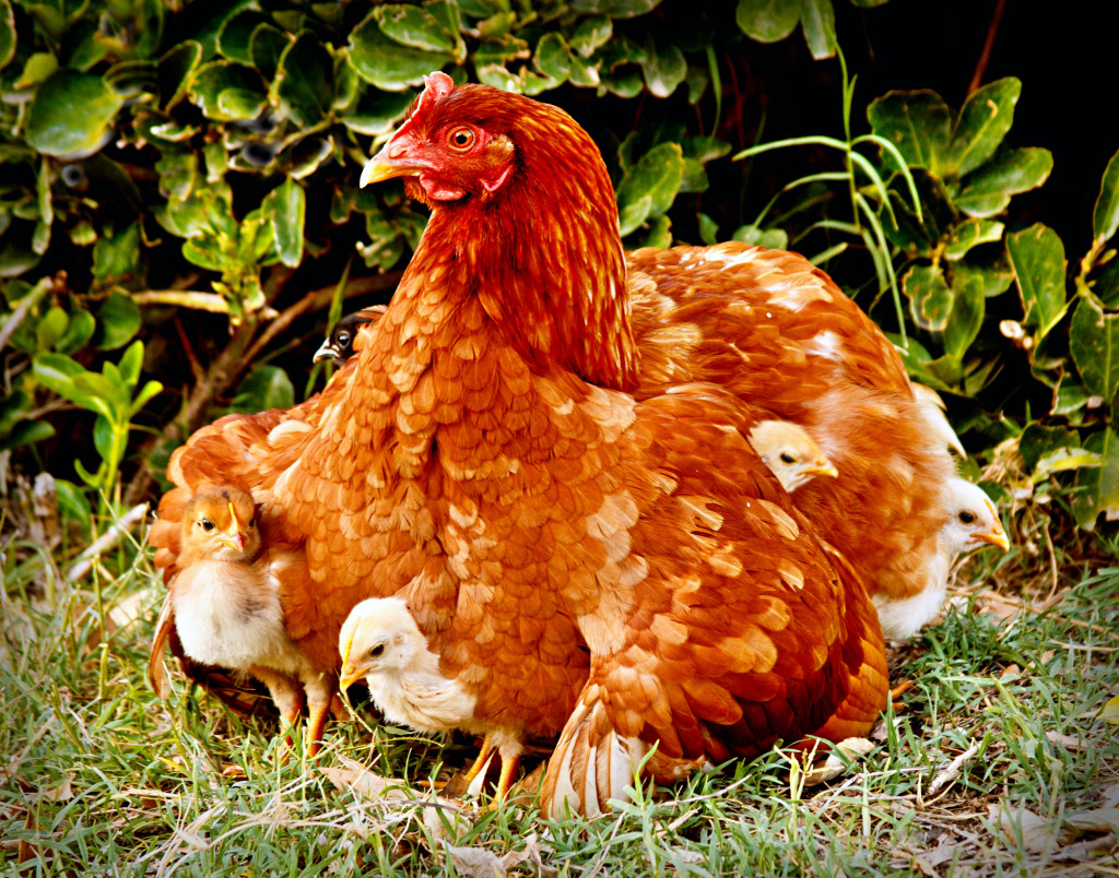 Mother Hen Protecting Chicks jigsaw puzzle in Puzzle of the Day puzzles on TheJigsawPuzzles.com