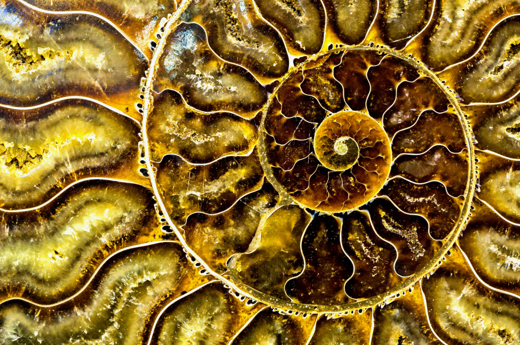 Fractal Fossilized Nautilus Shell jigsaw puzzle in Fractals puzzles on TheJigsawPuzzles.com