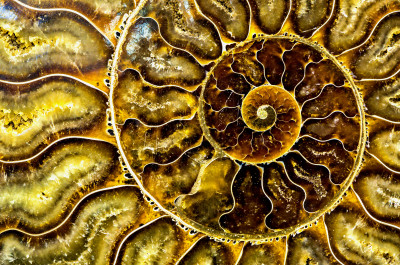 Fractal Fossilized Nautilus Shell jigsaw puzzle in Fractals puzzles on ...