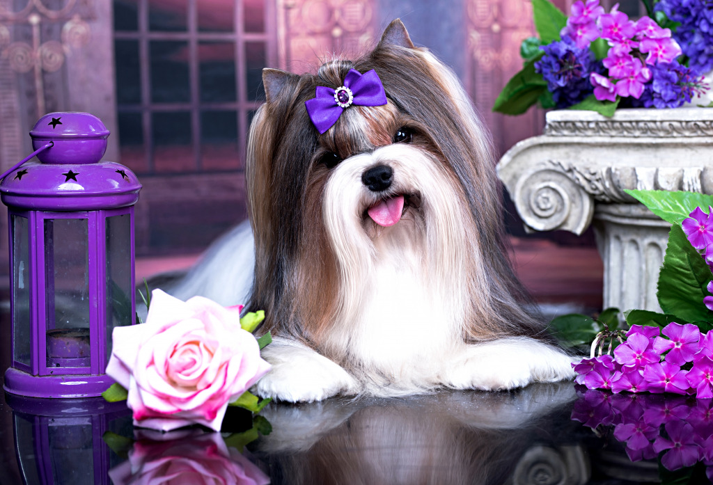 Cute Biewer Yorkshire Terrier jigsaw puzzle in Puzzle of the Day puzzles on TheJigsawPuzzles.com