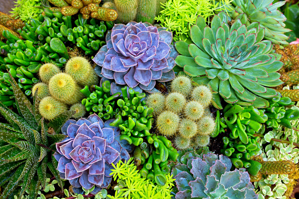 Desert Plants jigsaw puzzle in Flowers puzzles on TheJigsawPuzzles.com