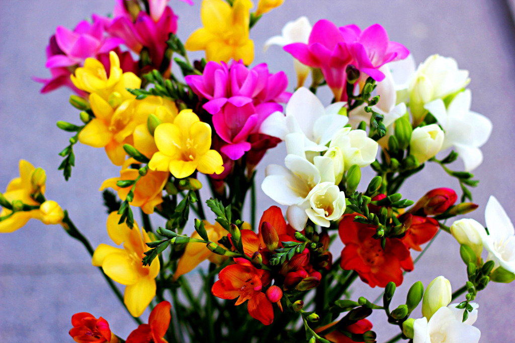 Freesia Flowers jigsaw puzzle in Flowers puzzles on TheJigsawPuzzles.com