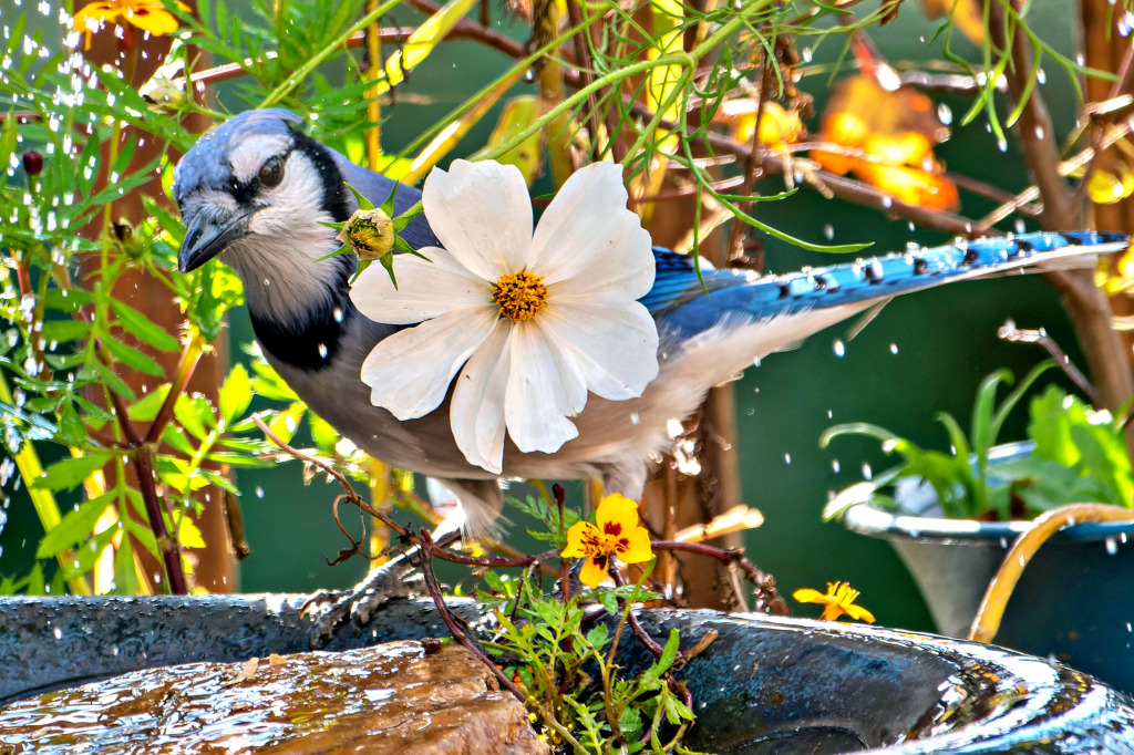 Bluejay in the Bird Bath jigsaw puzzle in Animals puzzles on TheJigsawPuzzles.com