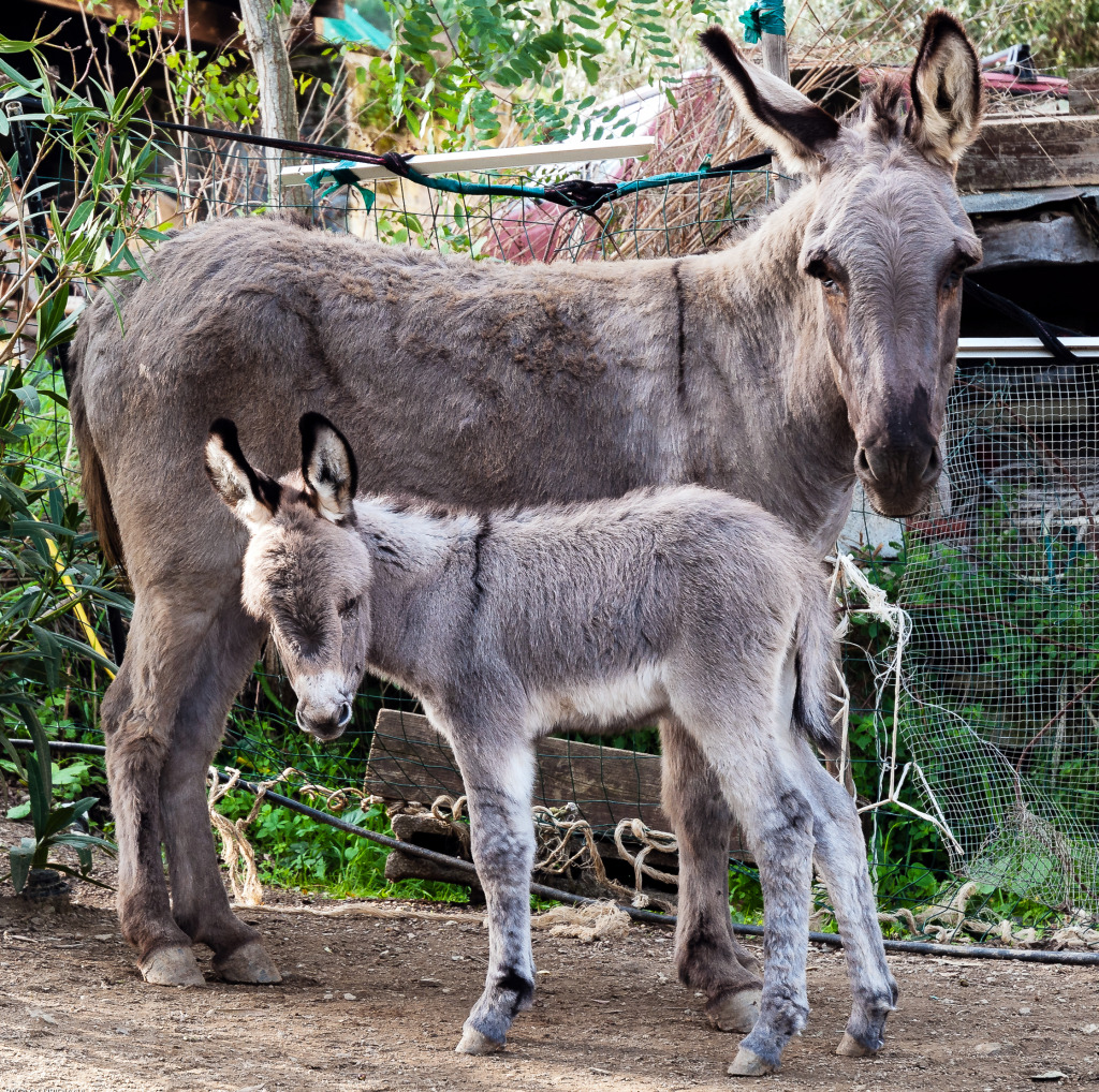 Female Donkey with Foal jigsaw puzzle in Animals puzzles on TheJigsawPuzzles.com