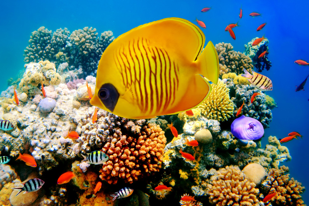Tropical Fish on a Coral Reef jigsaw puzzle in Under the Sea puzzles on TheJigsawPuzzles.com