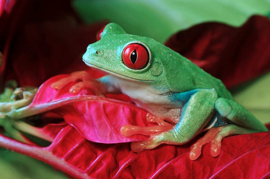 Red-Eyed Tree Frog Climbing Red Leaves jigsaw puzzle in Animals puzzles on TheJigsawPuzzles.com