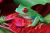 Красноглазая древесная лягушка карабкается по красным листьям