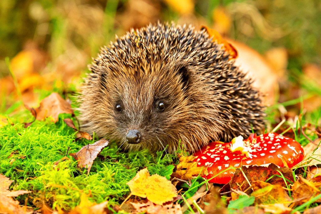 European Hedgehog and a Fly Agaric jigsaw puzzle in Animals puzzles on TheJigsawPuzzles.com
