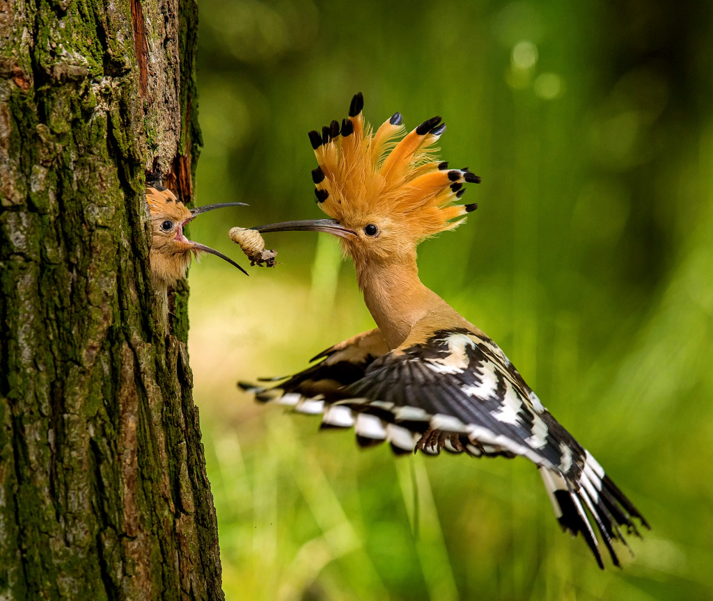 Hoopoe Feeding its Chick jigsaw puzzle in Animals puzzles on TheJigsawPuzzles.com