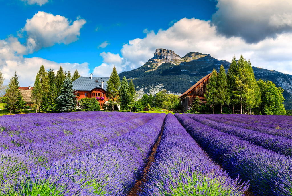 Summer Lavender Field, Austria, Europe jigsaw puzzle in Puzzle of the Day puzzles on TheJigsawPuzzles.com