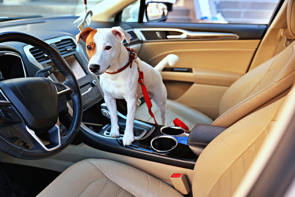 Jack Russell Terrier no carro jigsaw puzzle in Quebra-Cabeça do Dia puzzles on TheJigsawPuzzles.com