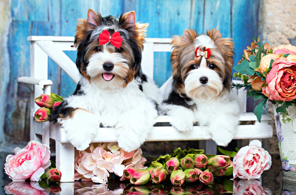 Biewer Yorkshire Terrier Puppies and Flowers jigsaw puzzle in Animals puzzles on TheJigsawPuzzles.com