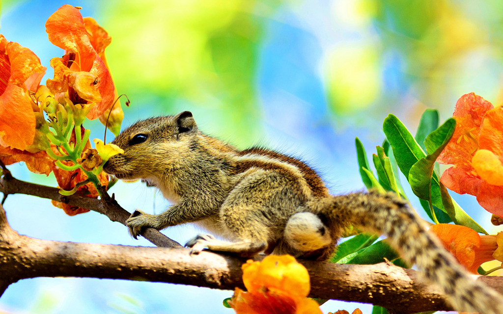 Fliegendes Eichhörnchen auf einem blühenden Baum jigsaw puzzle in Tiere puzzles on TheJigsawPuzzles.com