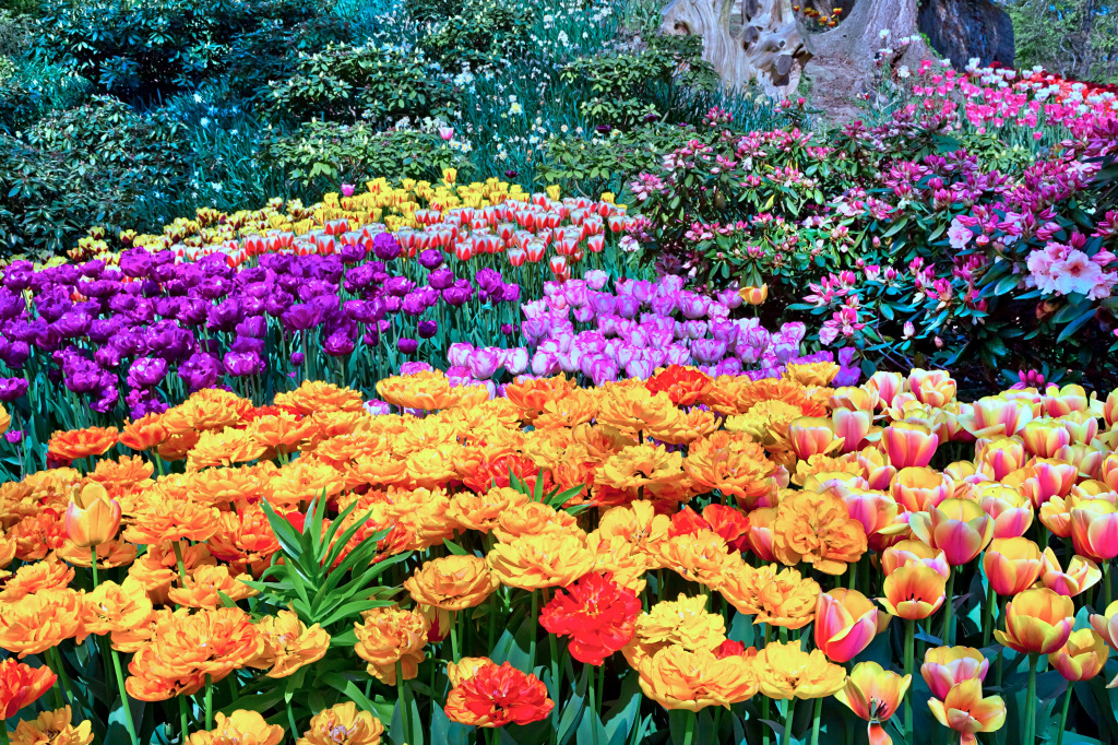 Разноцветные тюльпаны в парке jigsaw puzzle in Цветы puzzles on TheJigsawPuzzles.com