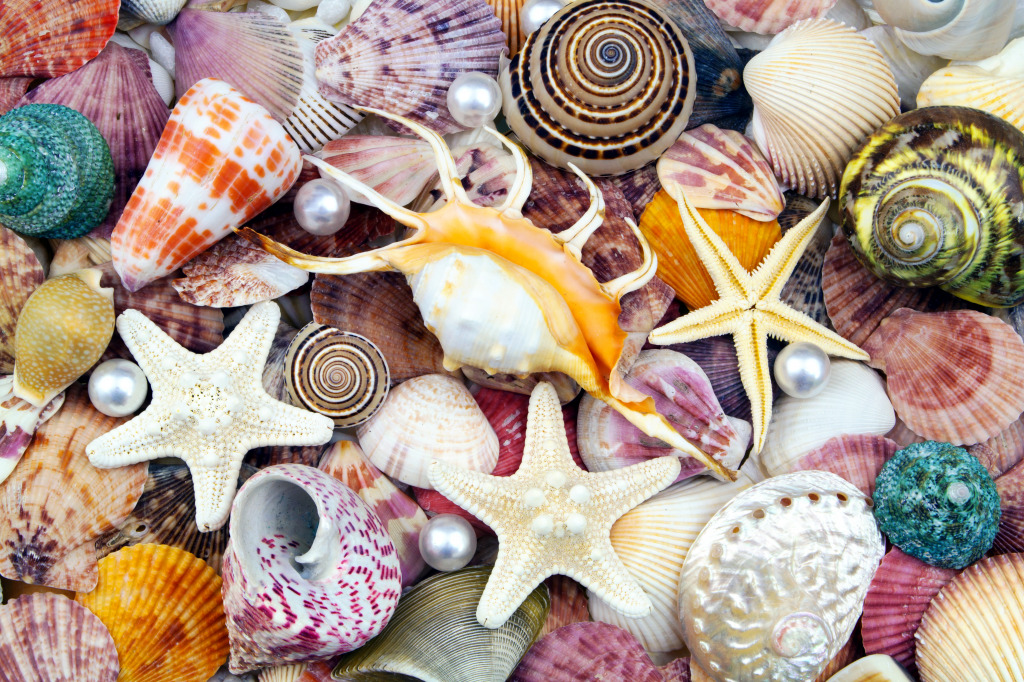 Conchas coloridas, estrelas do mar e pérolas jigsaw puzzle in Oceano puzzles on TheJigsawPuzzles.com
