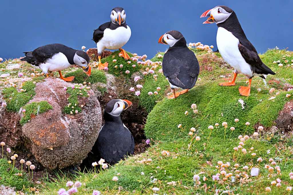 Atlantic Puffins on the Cliffs of Fair Isle jigsaw puzzle in Puzzle of the Day puzzles on TheJigsawPuzzles.com