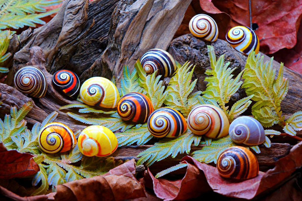 Colorful Cuban Painted Snails jigsaw puzzle in Puzzle of the Day puzzles on TheJigsawPuzzles.com