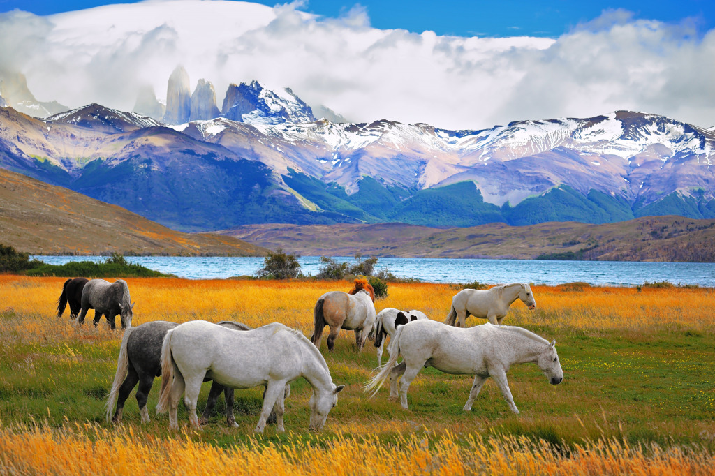 Beautiful Horses in Torres del Paine National Park jigsaw puzzle in Puzzle of the Day puzzles on TheJigsawPuzzles.com