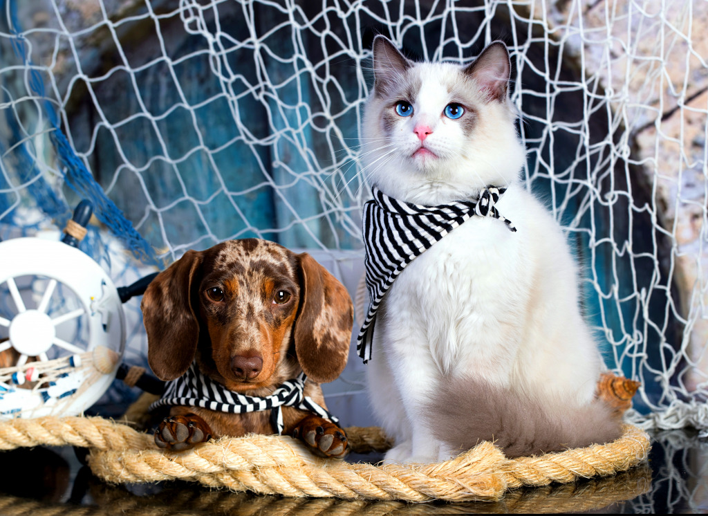 Dachshund Puppy and Ragdoll Kitten jigsaw puzzle in Animals puzzles on TheJigsawPuzzles.com