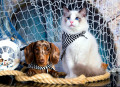 Dachshund Puppy and Ragdoll Kitten