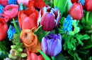 Bouquet printanier avec renoncules, tulipes et anémones aux couleurs vives