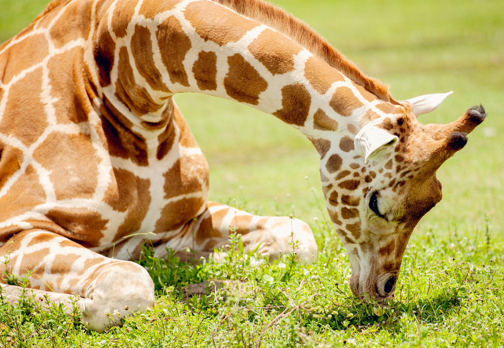 Girafe sur herbe verte jigsaw puzzle in Animaux puzzles on TheJigsawPuzzles.com